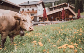 Weidekuh beim stettli resort Kuh auf der Weide vor dem stettli resort