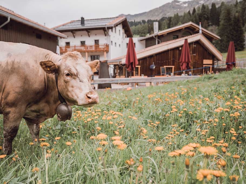 Eine Kuh mit Glocke grast vor dem stettli resort in Alpenwiese – Gruppenunterkünfte Graubünden erleben.