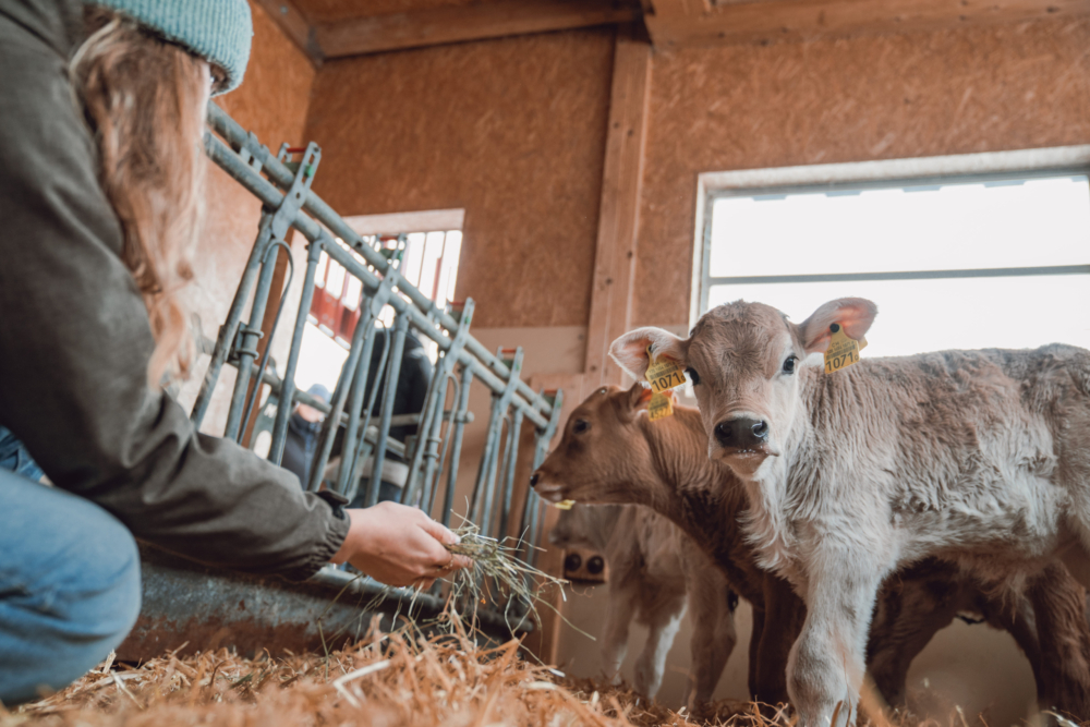 Einblick in die Landwirtschaft – Stallführung in Churwalden Stallführung für Gruppen im Gemeinschaftsstall Churwalden